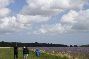 A family waiting for the flypast in a field of purple flowers.